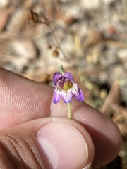 Penstemon californicus