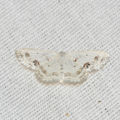 Scopula lautaria