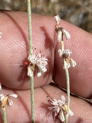 Eriogonum wrightii oresbium