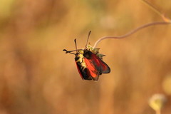 Zygaena erythrus