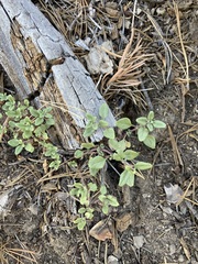Monardella macrantha macrantha