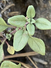 Monardella macrantha macrantha