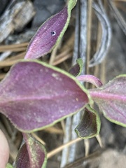 Monardella macrantha macrantha
