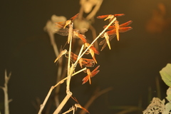 Brachythemis contaminata