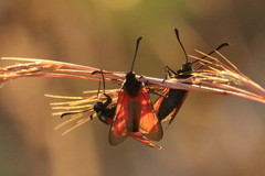 Zygaena erythrus