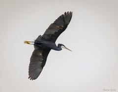 Egretta gularis