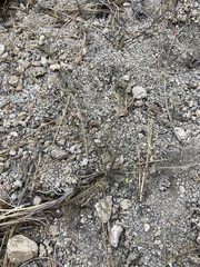 Cordylanthus nevinii