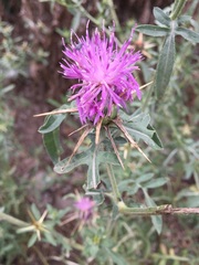 Centaurea iberica
