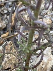 Cordylanthus nevinii