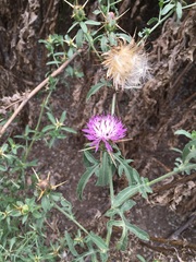 Centaurea iberica