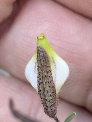 Cordylanthus nevinii