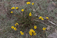 Ivesia lycopodioides