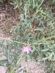 Centaurea iberica