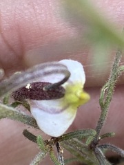 Cordylanthus nevinii