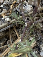 Cordylanthus nevinii