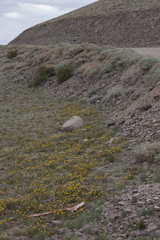 Ivesia lycopodioides