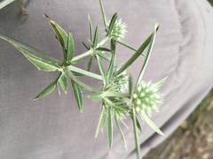 Eryngium billardieri
