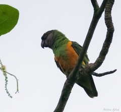 Poicephalus senegalus