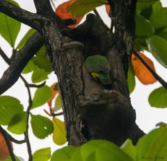Poicephalus senegalus