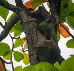 Poicephalus senegalus