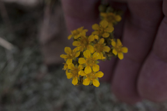 Ivesia lycopodioides
