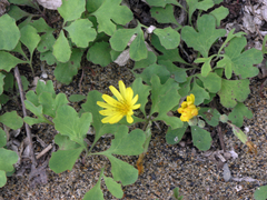Ixeris repens