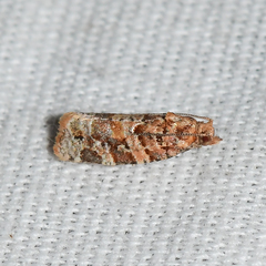 Argyrotaenia tabulana