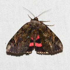 Catocala carissima
