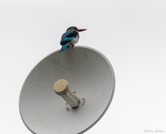 Halcyon senegalensis
