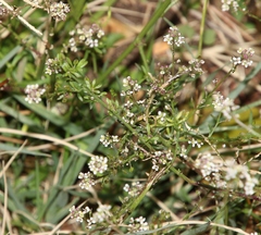 Lepidium graminifolium