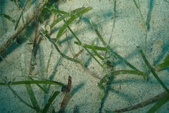 Idiosepius paradoxus