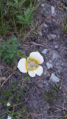 Calochortus subalpinus