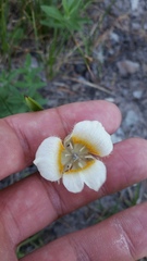 Calochortus subalpinus