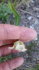 Calochortus subalpinus