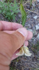 Calochortus subalpinus