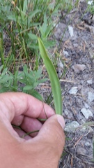 Calochortus subalpinus
