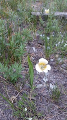 Calochortus subalpinus