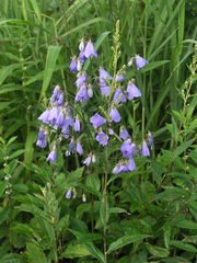 Adenophora divaricata