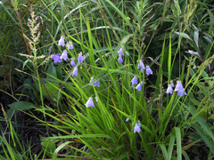 Adenophora divaricata