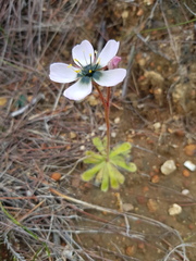 Drosera pauciflora