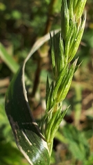 Elymus curvatus