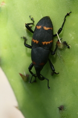 Cactophagus spinolae