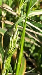 Elymus curvatus