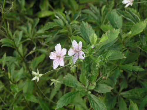 Geranium krameri, photograph 2
