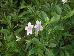 Geranium krameri, photograph Oleg Kosterin, CC BY, iNaturalist via GBIF
