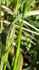 Elymus curvatus