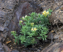 Linaria japonica