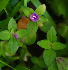 Osbeckia muralis