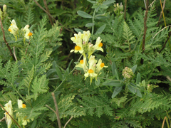 Linaria japonica