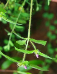 Osbeckia muralis
